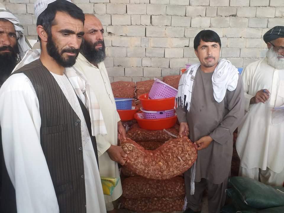هلمند کې د زعفرانو ۱۵ ننداریزې قطعې جوړیږي