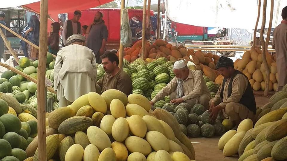 افزایش حاصلات خربوزه در بغلان!