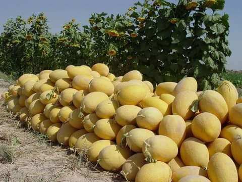 افزایش حاصلات خربوزه در بغلان!