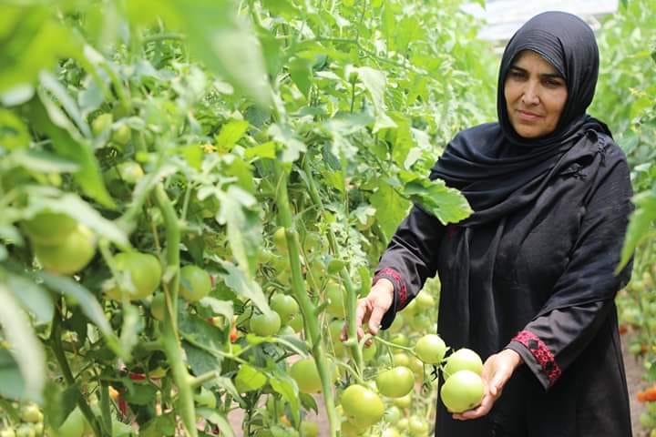 لطیفه، الگوی زنان فعال در بخش زراعت