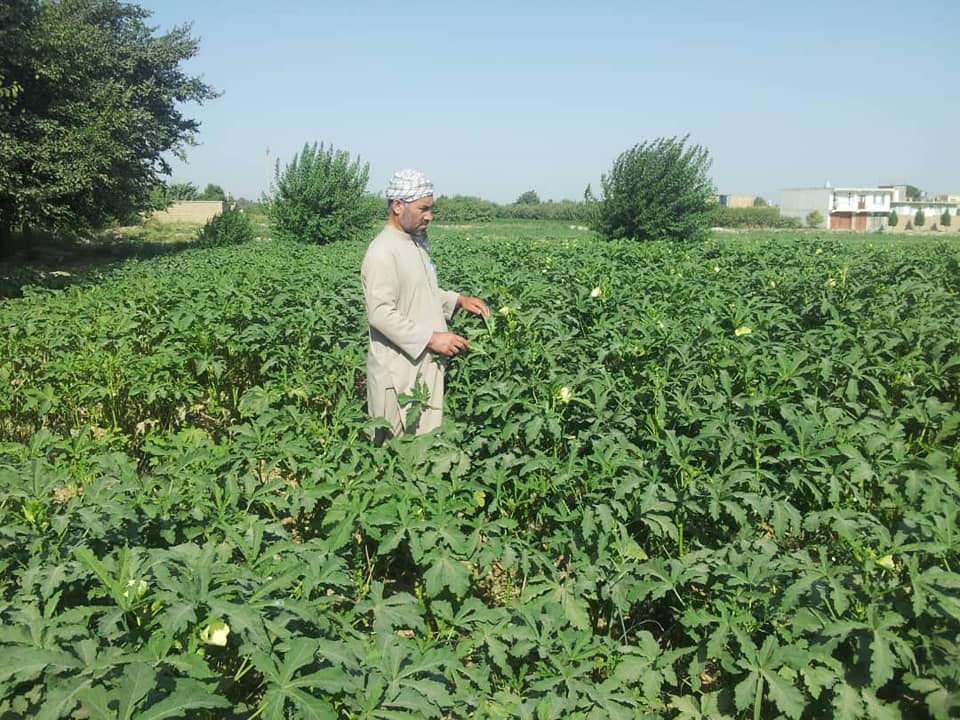 بامیه بلخ