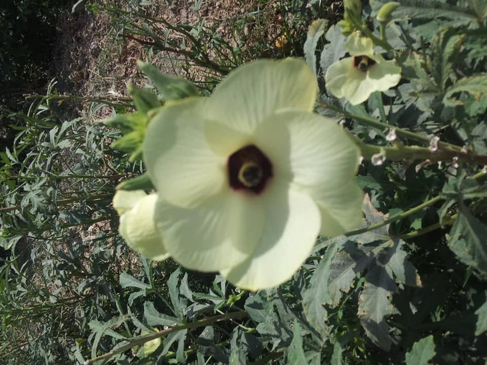 بامیه بلخ