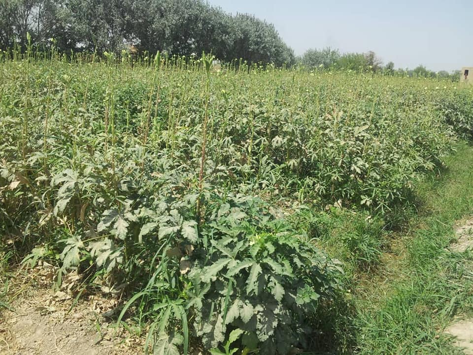 بامیه بلخ