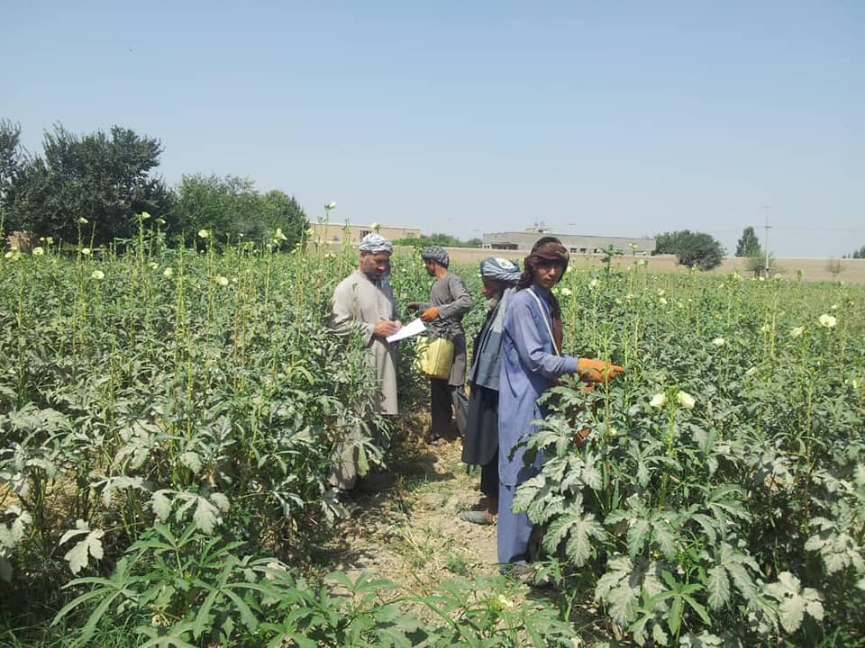 بامیه بلخ