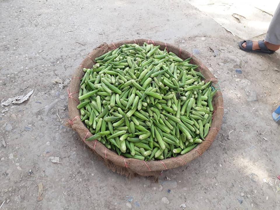 بامیه بلخ