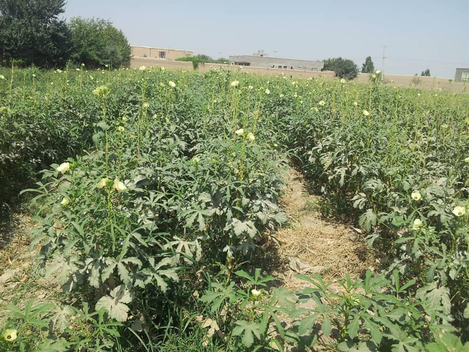 بامیه بلخ