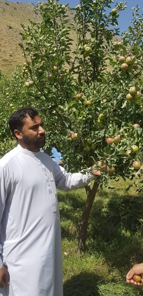 د بغلان ولایت د شفتالو، الو، ناک او مڼو