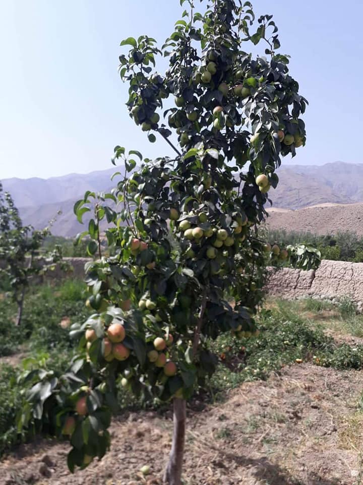 د بغلان ولایت د شفتالو، الو، ناک او مڼو