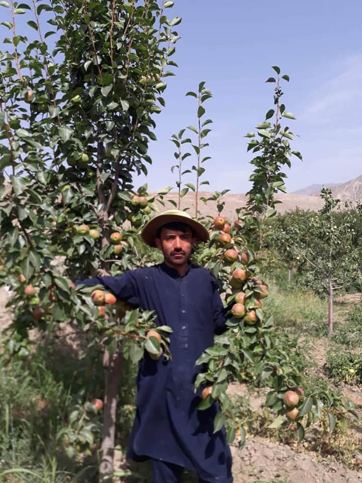 د بغلان ولایت د شفتالو، الو، ناک او مڼو