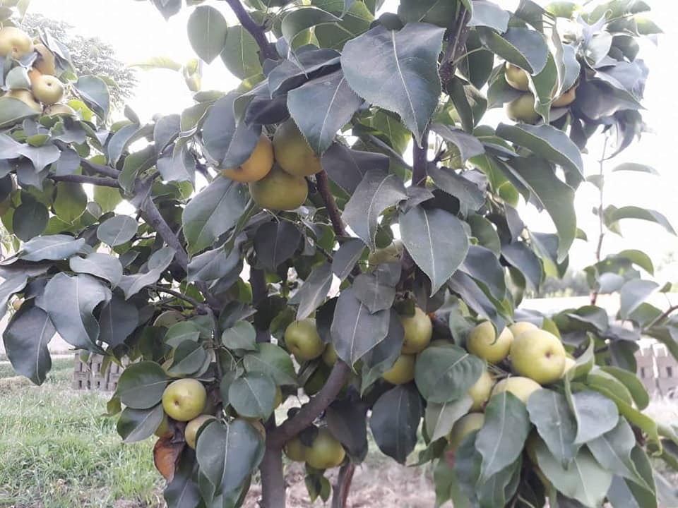 د بغلان ولایت د شفتالو، الو، ناک او مڼو