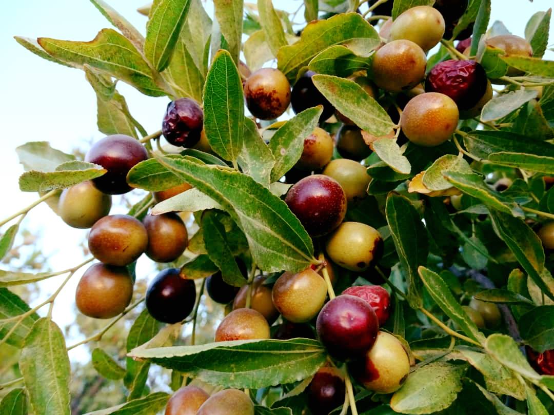 عناب فراه