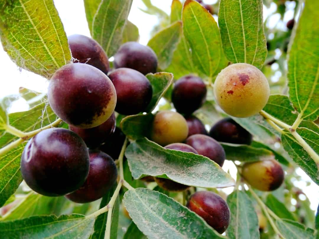 عناب فراه
