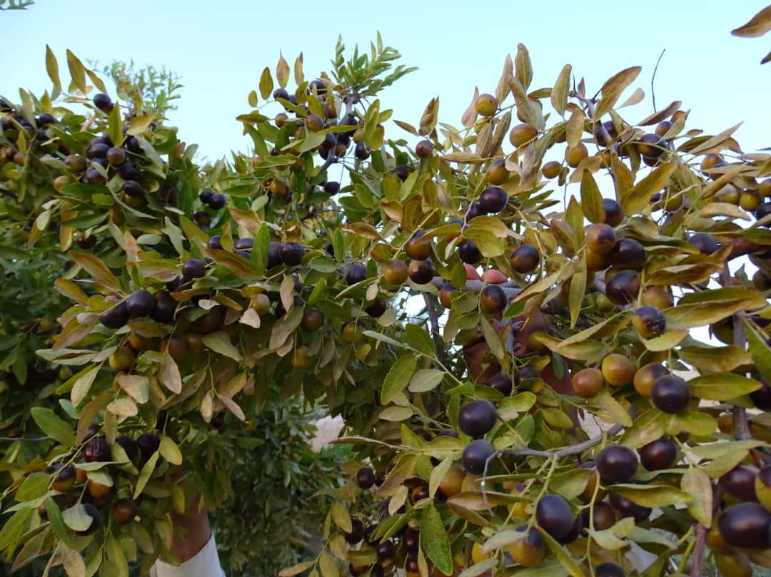عناب فراه