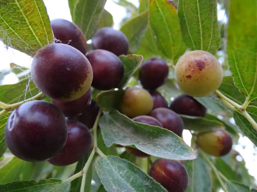 عناب فراه