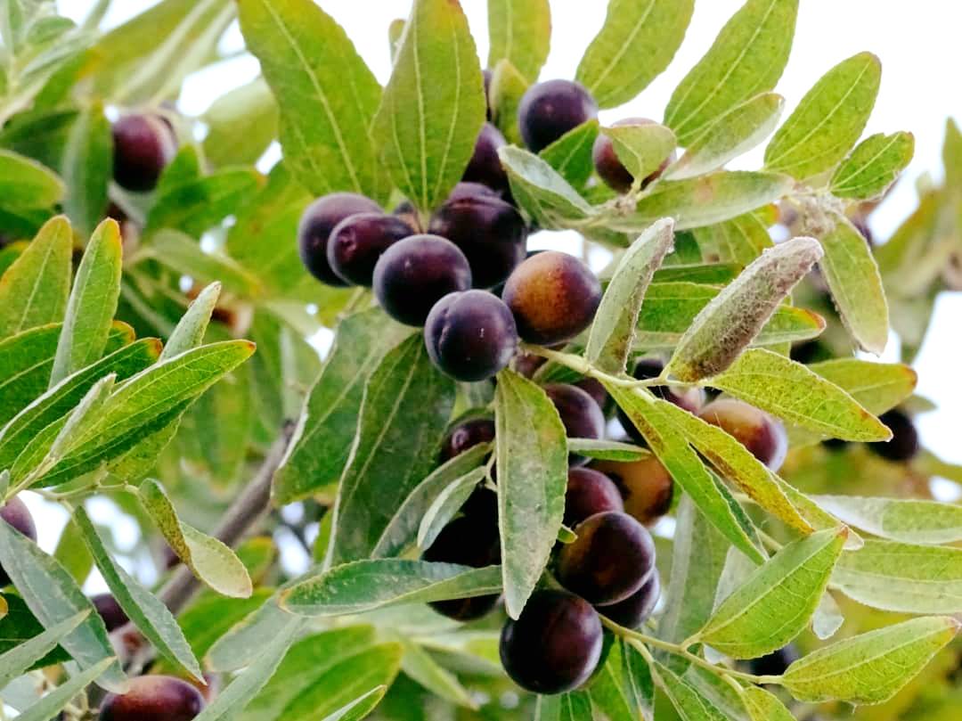 عناب فراه