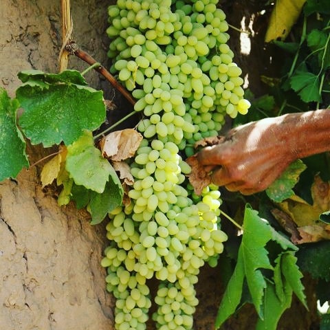 انگور خوش‌مزه‌ی هرات!