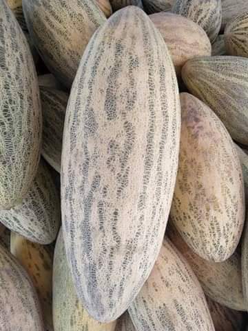 خربوزه‌ی غازی خانی! خربوزه‌ی مشهور ولایت کندز