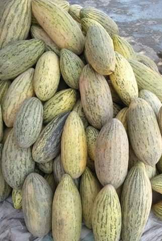 خربوزه‌ی غازی خانی! خربوزه‌ی مشهور ولایت کندز