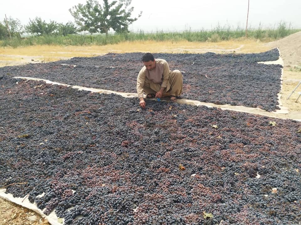 کندهار انگور!