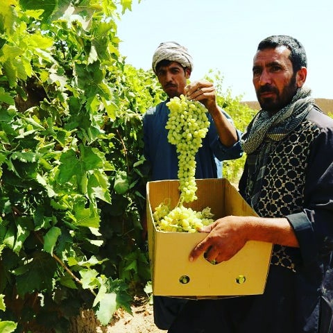 انگور خوش‌مزه‌ی هرات!