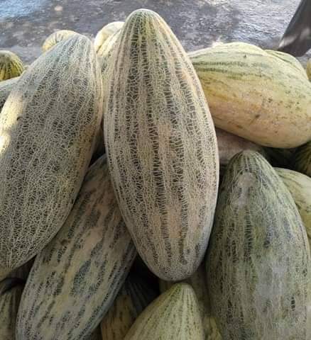 خربوزه‌ی غازی خانی! خربوزه‌ی مشهور ولایت کندز