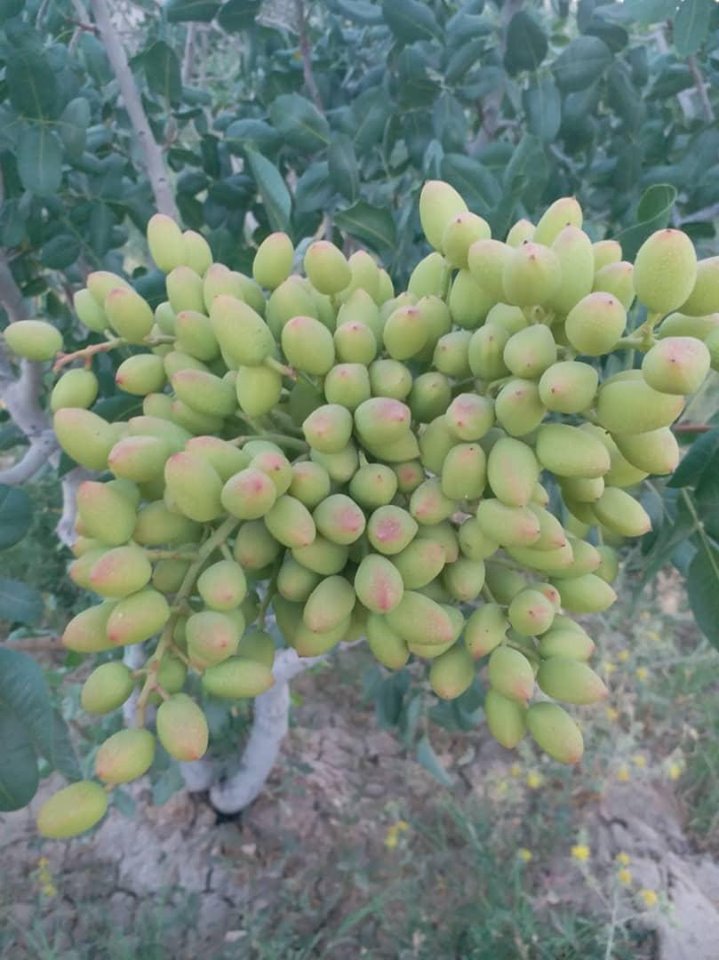 کندهار کې د پستې څه باندې دوه زره جریبه بڼونه جوړ شوي دي