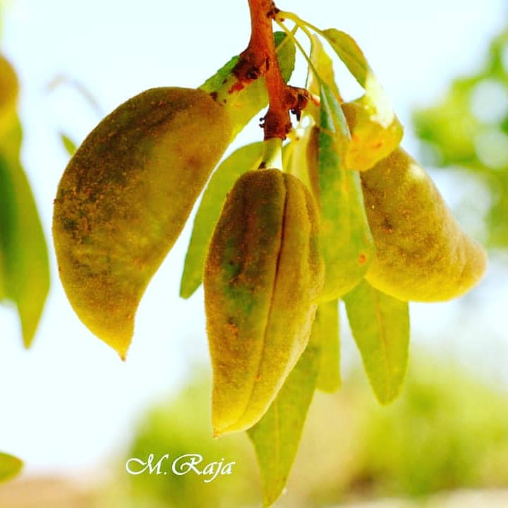 بادام دایکندی! بادام یکی از محصولات ناب ولایت دایکندی است‌‌.