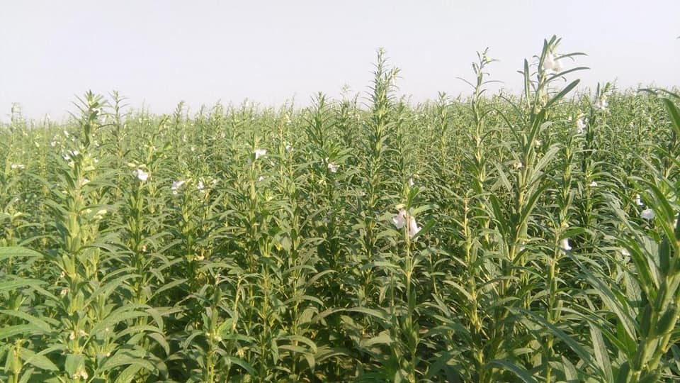 مزارع کنجد جوزجان! جوزجان یکی از ولایت‌های است که کنجد در آنجا حاصل خوب می‌دهد.