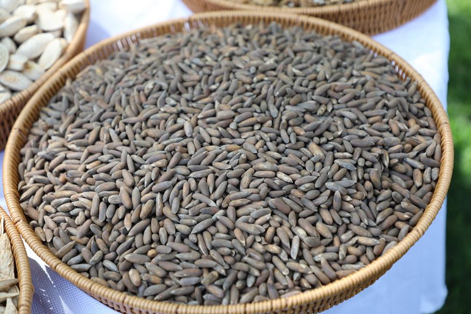 خپلواکۍ جشن ته په ځانګړې نندارتون کې ووچې مېوې!
