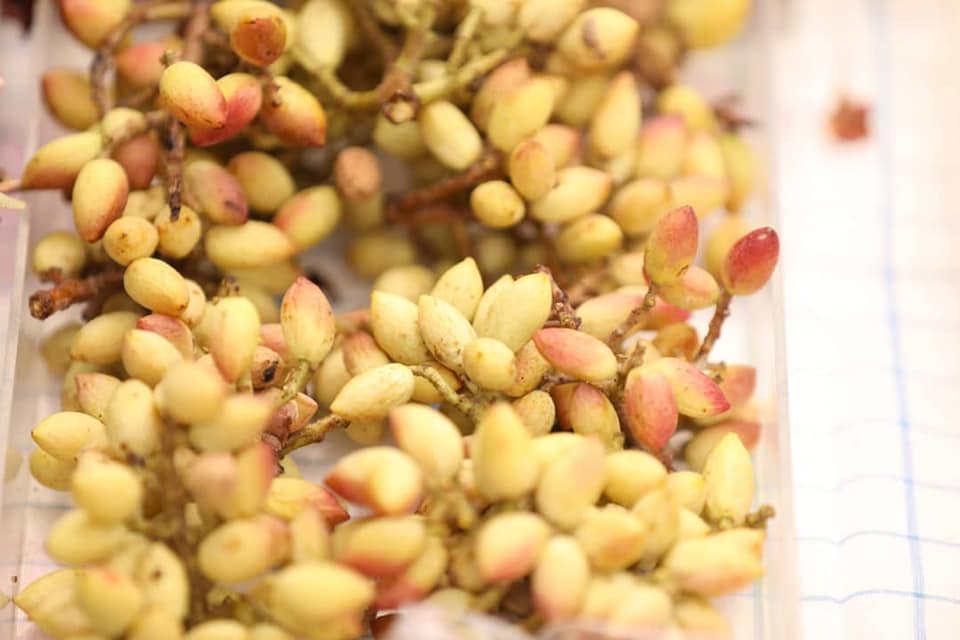 هرات کې د انګورو د څلورم جشنوارې انځوریز البوم!