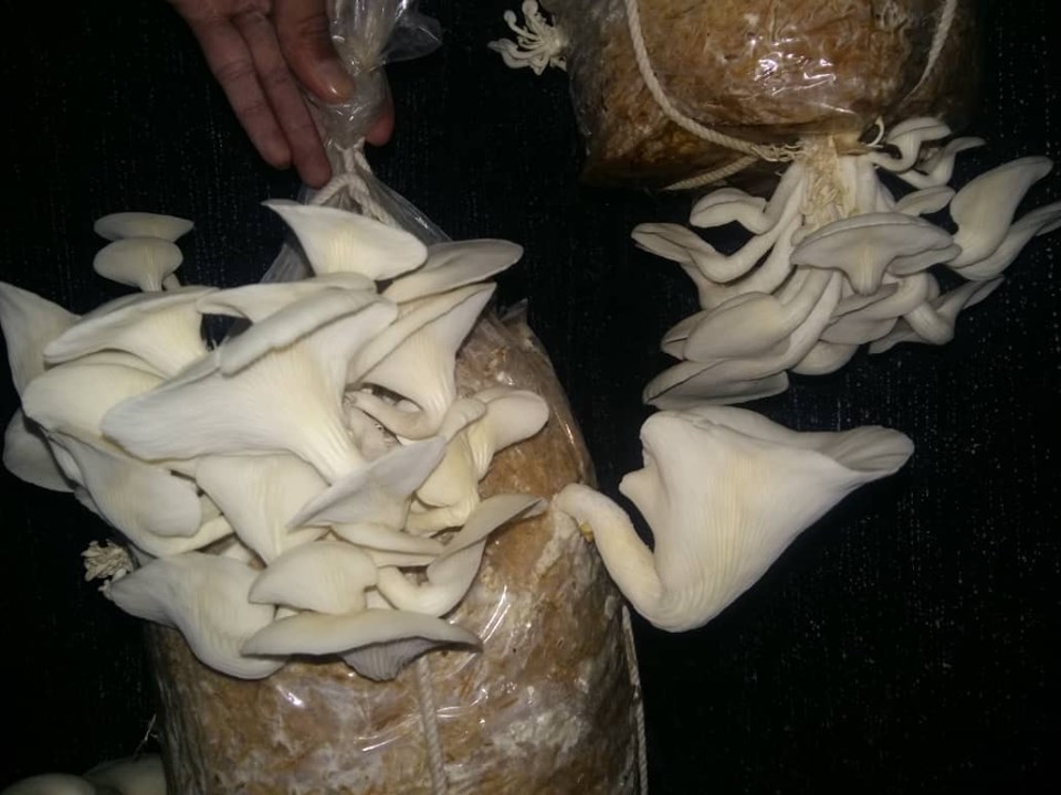 کشت سمارق در غزنی نتیجه‌ی خوب داده است!