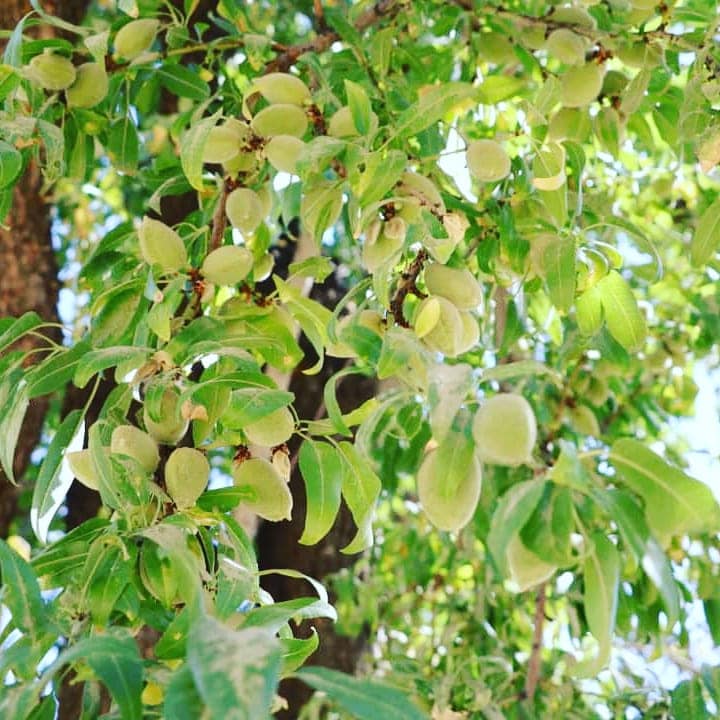 بادام دایکندی! بادام یکی از محصولات ناب ولایت دایکندی است‌‌.