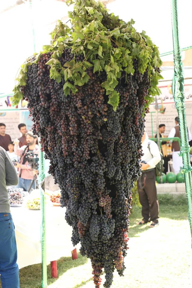 چهارمین جشنواره انگور در هرات!