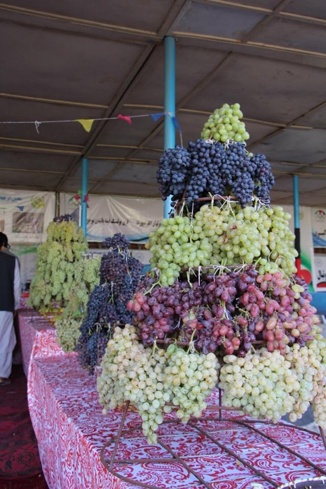 به مناسبت صدمین سالروز استرداد استقلال کشور نمایشگاه محصولات زراعتی در ولایت جوزجان برگزار شد.