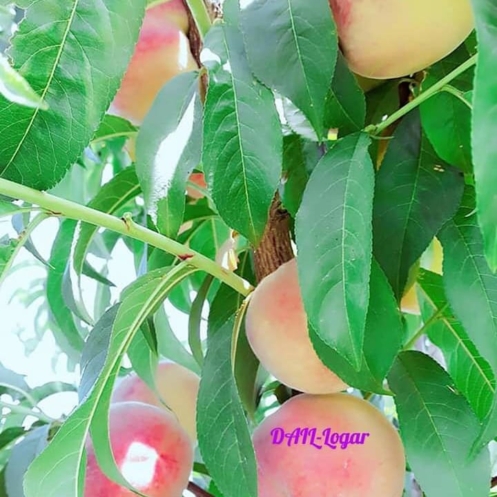 شفتالوی لوگر! این باغ‌ها دو سال قبل توسط برنامه باغداری و مالداری وزارت زراعت احداث شده بود و اکنون به حاصل رسیده است.