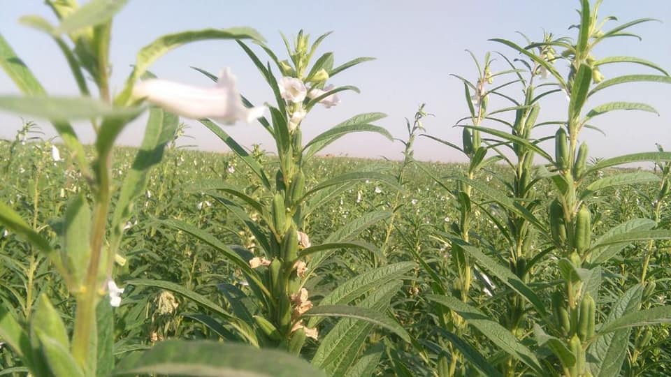 مزارع کنجد جوزجان! جوزجان یکی از ولایت‌های است که کنجد در آنجا حاصل خوب می‌دهد.