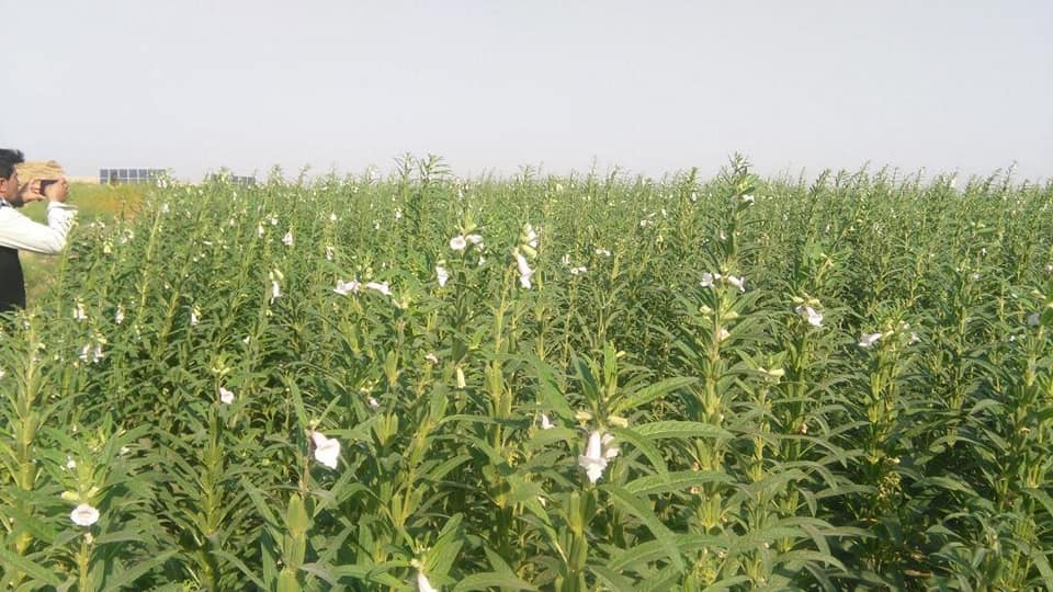 مزارع کنجد جوزجان! جوزجان یکی از ولایت‌های است که کنجد در آنجا حاصل خوب می‌دهد.
