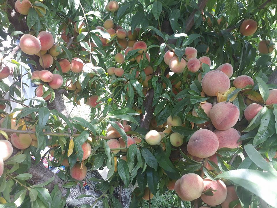 عبدالناصر: د بڼوالۍ له عاید سره مې اقتصادي وضعیت ښه شوې