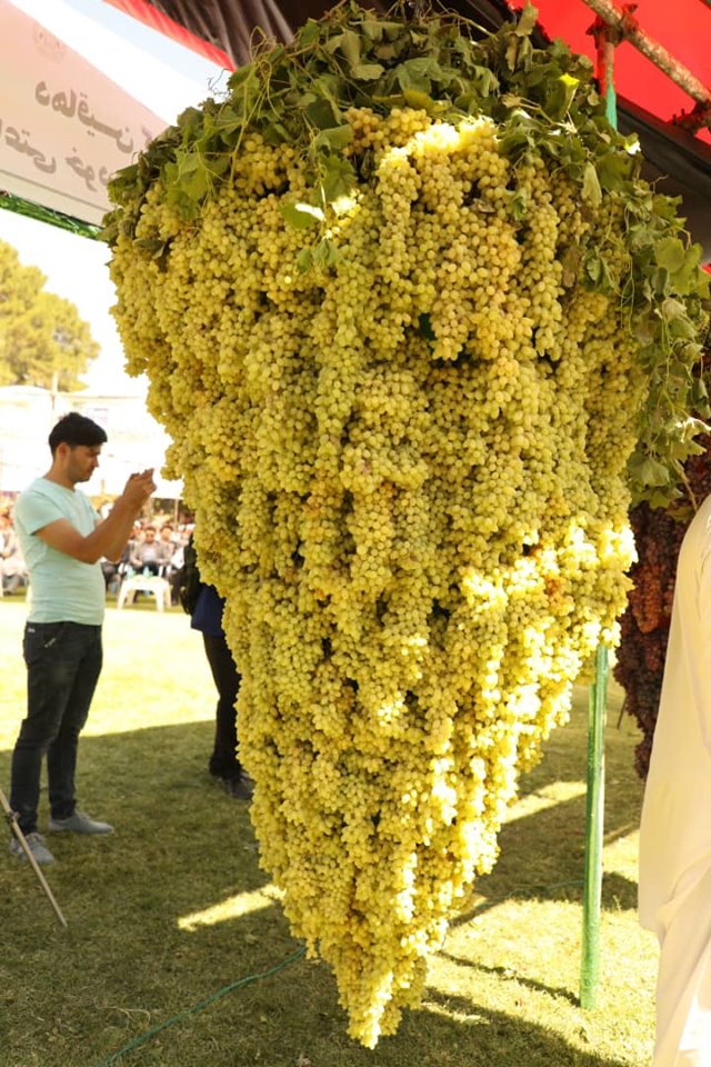 چهارمین جشنواره انگور در هرات!