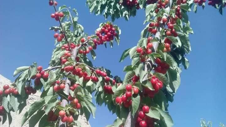 محصولات متنوع ولایت لوگر!
