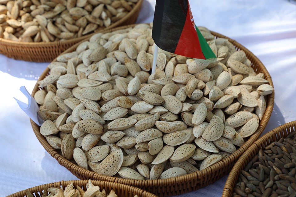 خپلواکۍ جشن ته په ځانګړې نندارتون کې ووچې مېوې!
