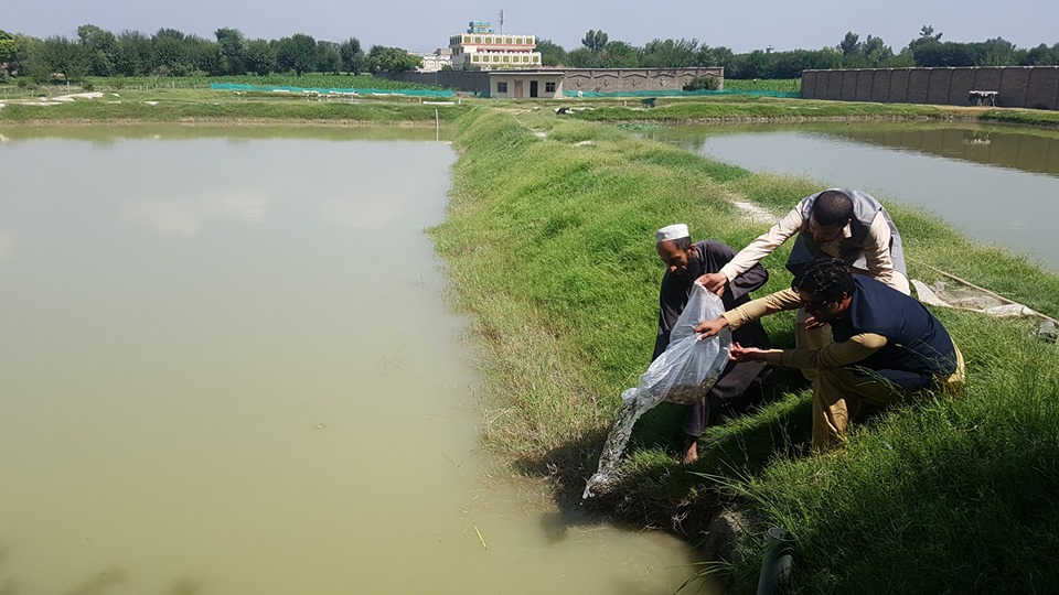 د خوست د کب روزنې پر ۵۰ فارم لرونکو د کبانو بچي ووېشل شول