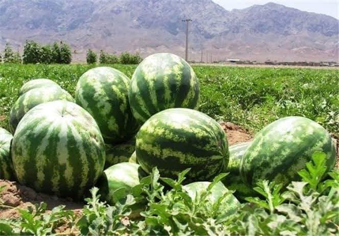محصولات متنوع ولایت لوگر!