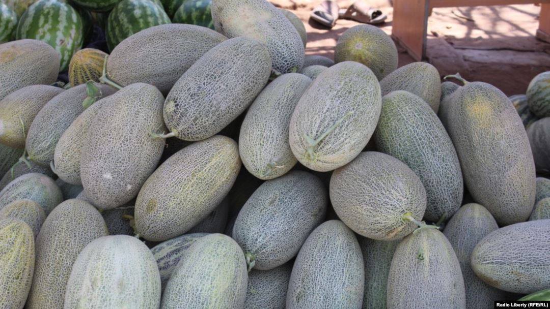 Kunduz Melon Yields Increase by 21 This Year