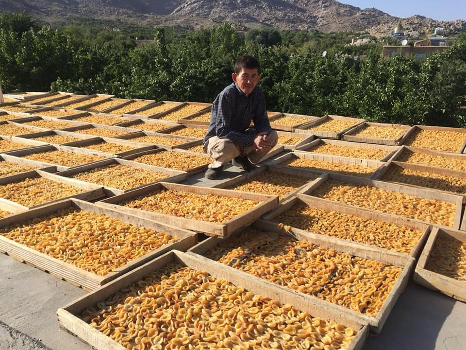 کِشته جاغوری! عبدالحمید زاهدی که از کورس‌هایی آموزشی پروژه باغداری و مالداری وزارت زراعت مستفید شده است، این‌گونه محصولات باغ زردآلو را خشک کرده است.