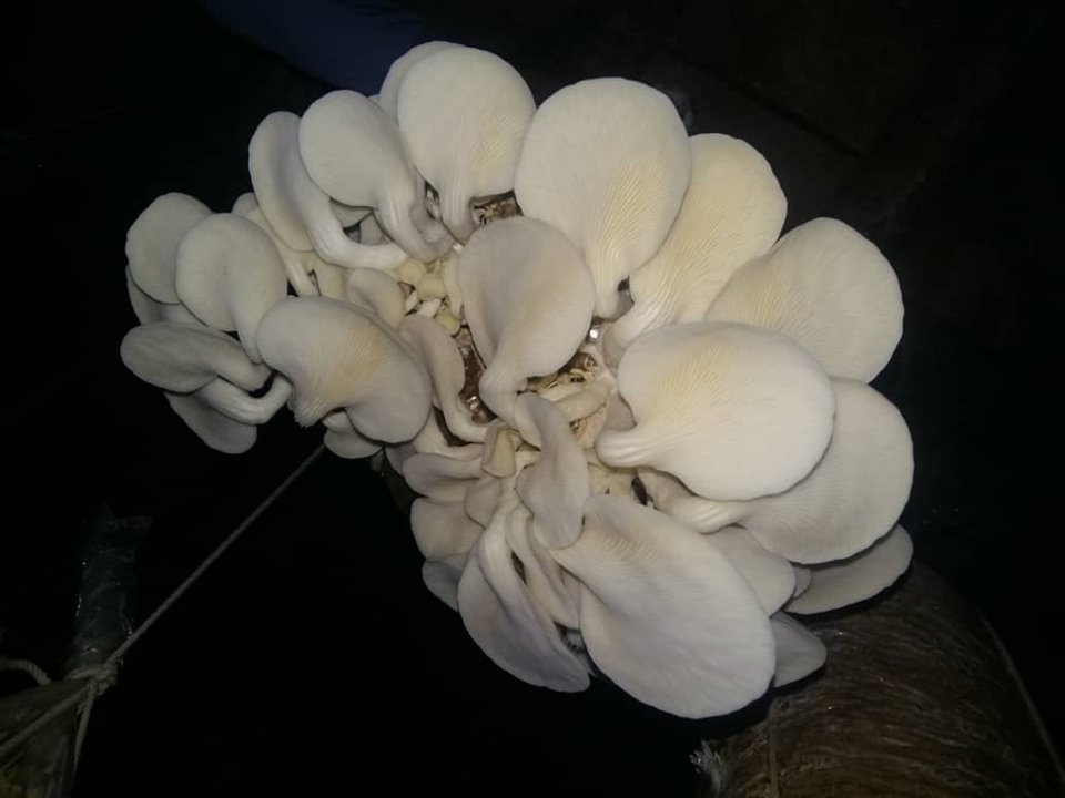 کشت سمارق در غزنی نتیجه‌ی خوب داده است!