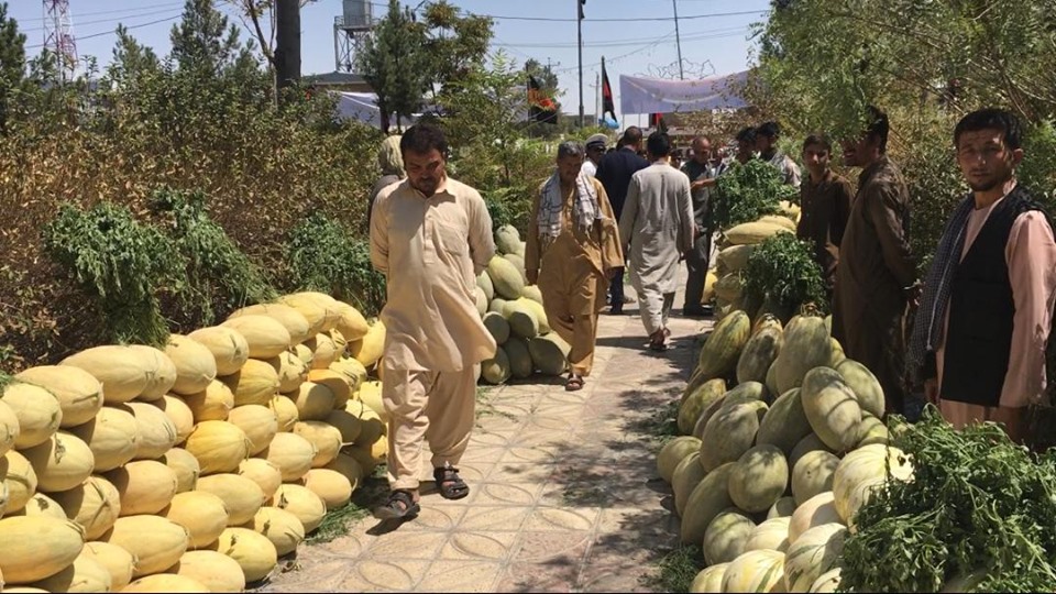 خربوزه لوبلایی! خربوزه‌ی درآمدزا برای دهاقین مزار شریف