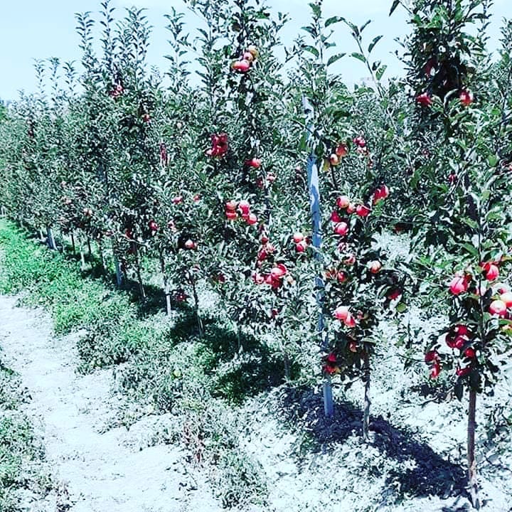 باغ‌های متراکم سیب در ولایت لوگر که با همکاری برنامه باغداری و مالداری وزارت زراعت احداث شده است.