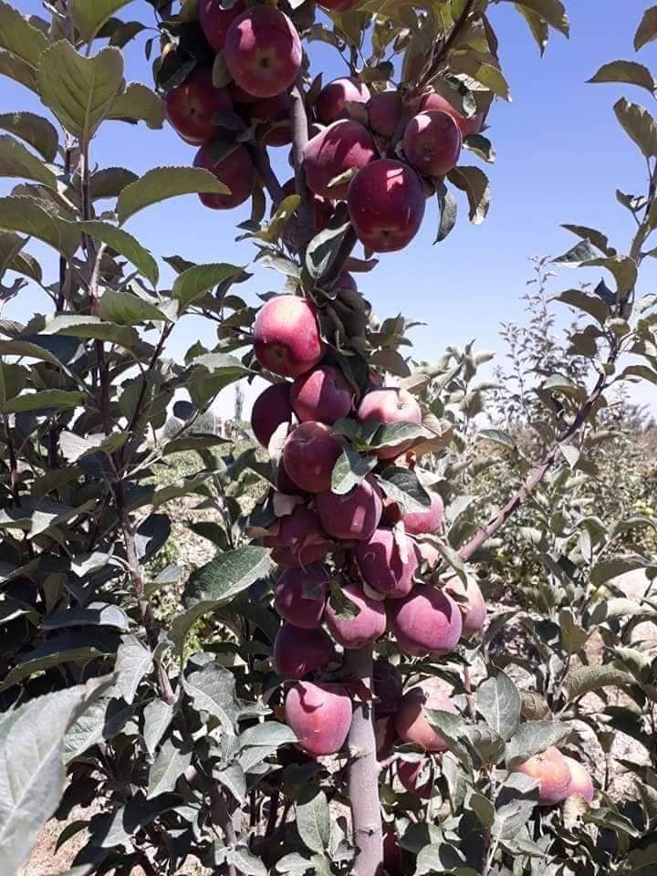 محصولات متنوع ولایت لوگر!