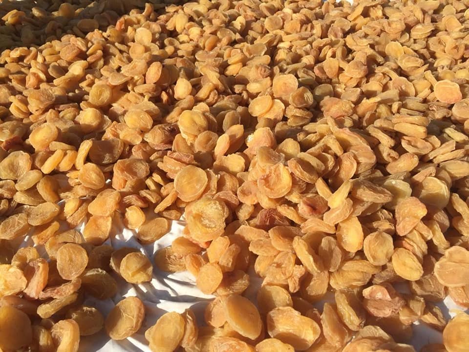 کِشته جاغوری! عبدالحمید زاهدی که از کورس‌هایی آموزشی پروژه باغداری و مالداری وزارت زراعت مستفید شده است، این‌گونه محصولات باغ زردآلو را خشک کرده است.